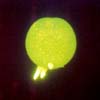 Betelgeuse Moruroa 1966