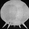 Gerboise Bleue - 1960