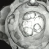 Unidentified